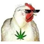 Me like chicken :D