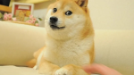 Dogelend