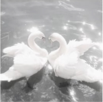 ############ or rose or rosie’s group