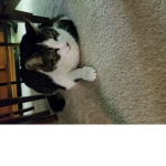 I'm a cute cat
