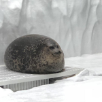 SealsUnironicGodDamnShack