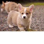 Ella’s Corgi’s <3