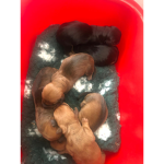 Puppies united army