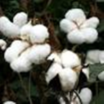 CottonStudios