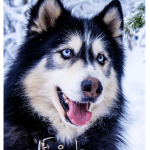 The Husky Peeps