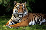 Tigers United Together