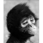 Da Monkey Gang.