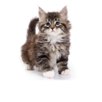 kitten klub!