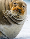 Adachi Shogunate