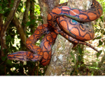 Snakes Eternity