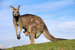 Roo’s Group!!