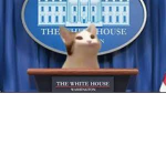 Pop Cat Secret Services
