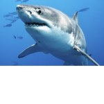 SHARK corporation