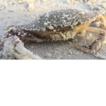 stealth crab squad