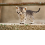 Kitten club gang