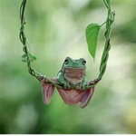 Offical Lil Frogs