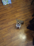 Cutest doggy bu bun
