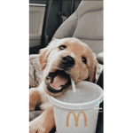 Puppyaretzi's animal group