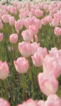 Only tulip Group Thumbnail