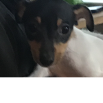 I AM DOGOO
