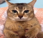 peaches qour