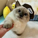 cat CC