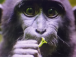 MONKEYY SQUADD