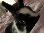 oreos :>