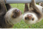 Sloths army forever