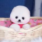 Puppy Ranks
