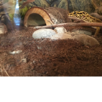 Gecko Adventures!