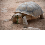 SHELBY-FAN-CLUB