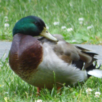 ducks are kool