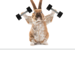 BUNNYCHUBS