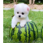 The puppy puppy group YAY