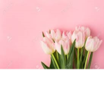 Pink Tulip