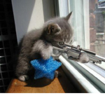 Kittyius Federation