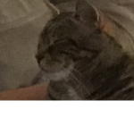 Hi hi hi cat