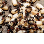 ANTS…