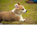 I LOVE LOVE LOVE LOVE CORGIIIIIIIIISSSSSSSSSS