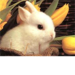 WE R BUNNYZ