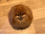 Big Stinkys
