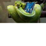 Pythons Clothing Store