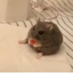 tt's little rats