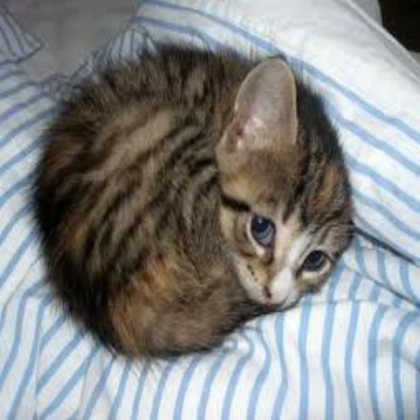 Cute cat