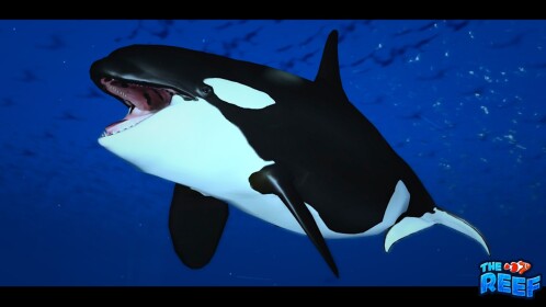 ⚪️ ORCA ⚫️ |🐠🪸 Resif 