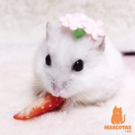 Hamster/Pets Group