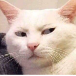 My cat :(