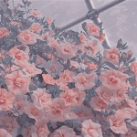 .Unkiyo.