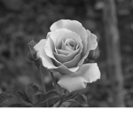 |:|The Black Rose|:|